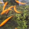 GOLDEN ORFE 3-4" :